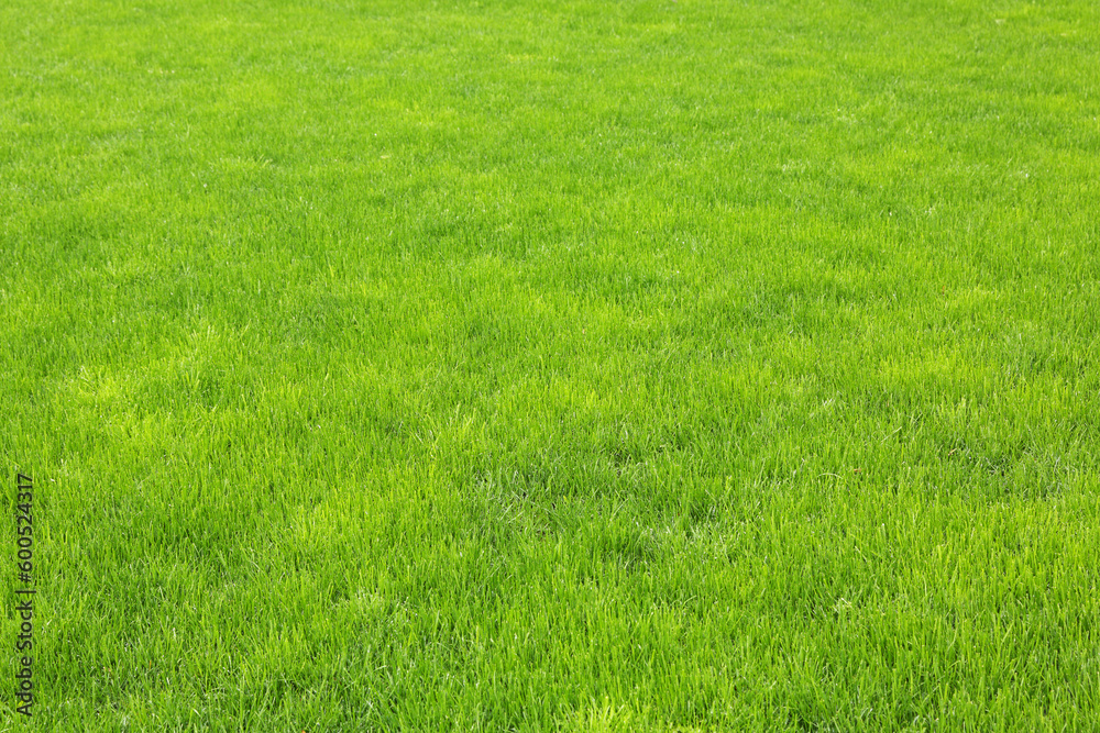 lawn with new green grass after rain lawn with new green grass after rain