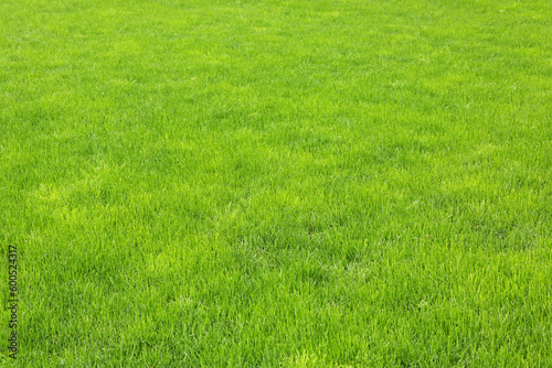 lawn with new green grass after rain