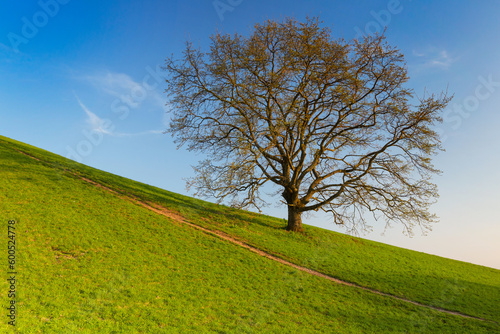 lonely spring tree in the slope
