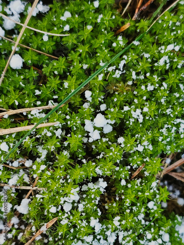 Wallpaper Mural moss in the forest covered with snow flakes Torontodigital.ca