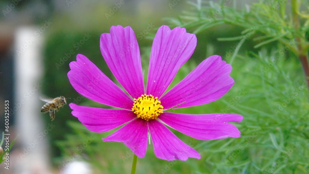 Pink and Yellow Garden Flower