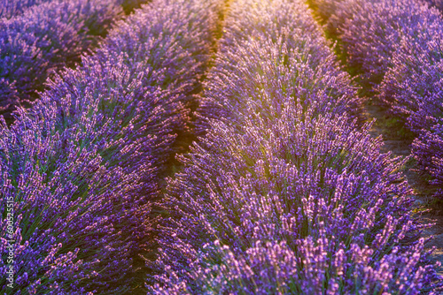 Lavender field.Beautiful image of lavender field Summer sunset. French Provence.Harvesting. Beautiful sky.Lavender in the garden.