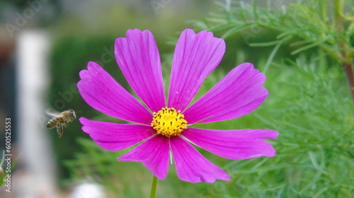 Pink and Yellow Garden Flower © Olivia