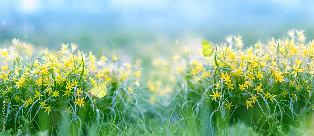 yellow flowers goose onions (Gage a) and butterflies on meadow, natural blurred abstract background. Beautiful dreamy floral image of nature. Green field with yellow flowers. spring season. banner