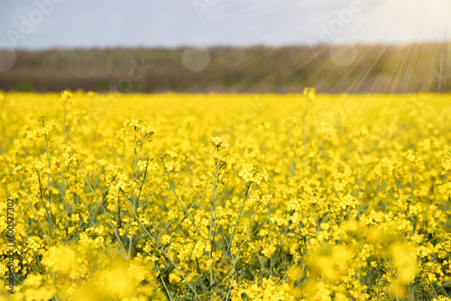 Blooming rapeseed field. Meadow oil field. copy space.