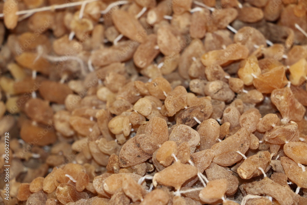Fototapeta premium close up of dried fruit