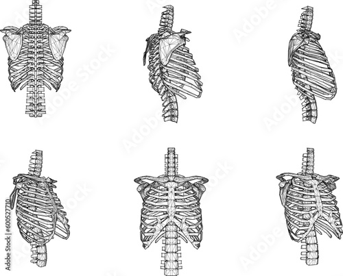 Murais de parede Human rib cage cartoon illustration vector sketch