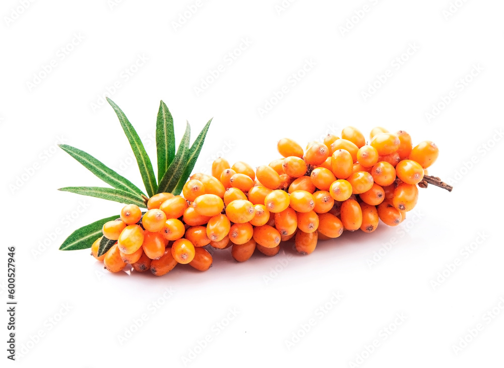 Sea buckthorn with leaves on white backgrounds