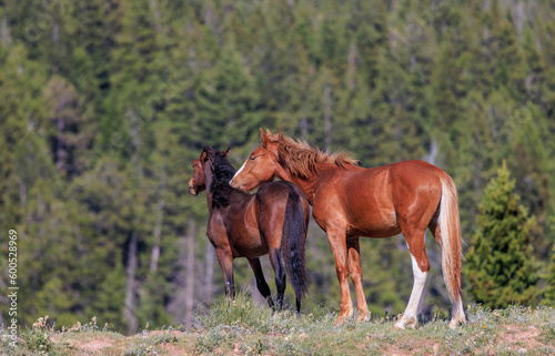 Wild Horse Mare and Foal in the Pryor Mountains Montana in Summer