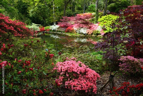 Exbury Gardens. View of the azaleas and rhododendrons and the pond in beautiful garden. Southampton, Hampshire, Great Britain, Europe. 