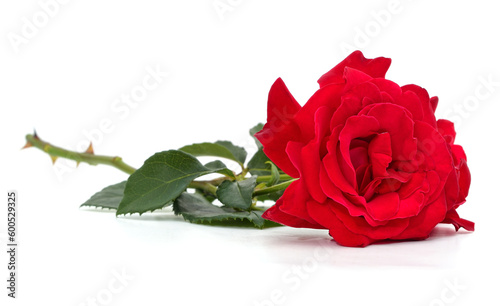 Fototapeta Naklejka Na Ścianę i Meble -  One red rose.