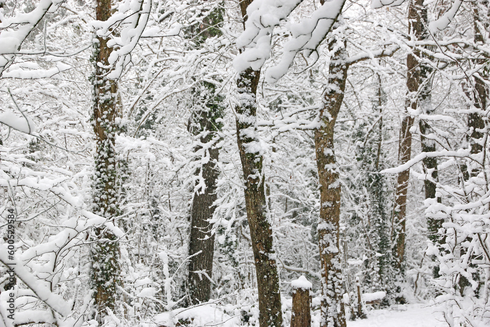 Obraz premium Trees in the snow after a winter storm