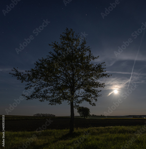 Alone Tree with full Moon one hour after penumbral eclipse 5.5.2023 photo