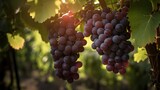 a bunch of grapes hanging from a vine in a vineyard Generative AI