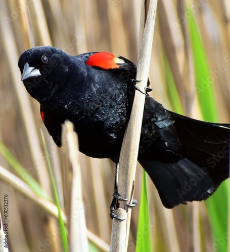 Red-Winged Blackbird