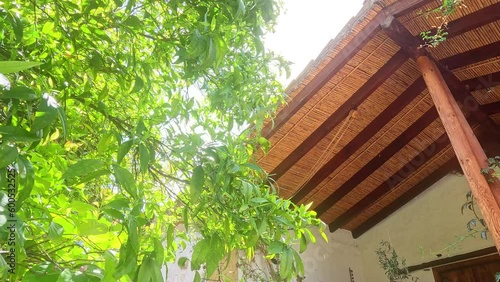 Lemon tree leaves and old thatched roof. Sunny weather summer time. 