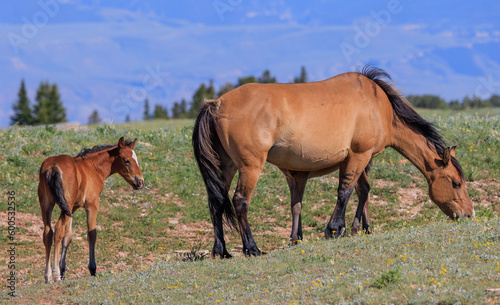 Wild Horse Mare and Foal in the Pryor Mountains Montana in Summer © natureguy