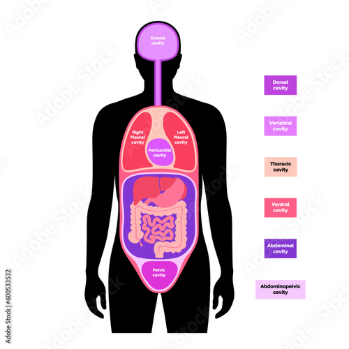 Body cavities poster