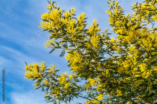 Blooming mimosa tree against a bright blue sky with light clouds