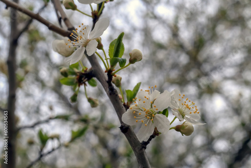 White flowers on a branch against the sky in the forest