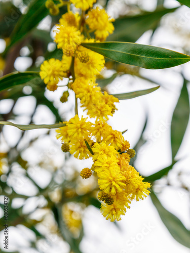 Blooming long bright yellow bunch of acacia (Acacia confusa) with little fluffy flowers