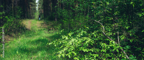 Beautiful dense forest scenery with trees and plants with vivid green foliage. Man got lost in deep forest surrounded by lush vegetation. Atmospheric summer woodland landscape with vivid greenery.