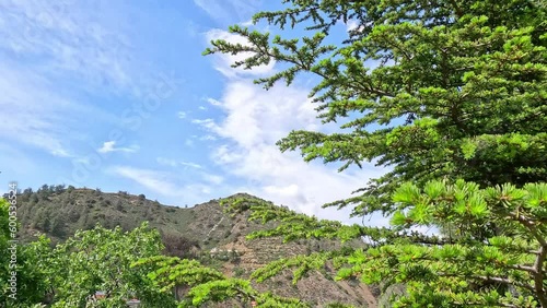 Pine tree in the mountains. White clouds and a forested hill on the horizon