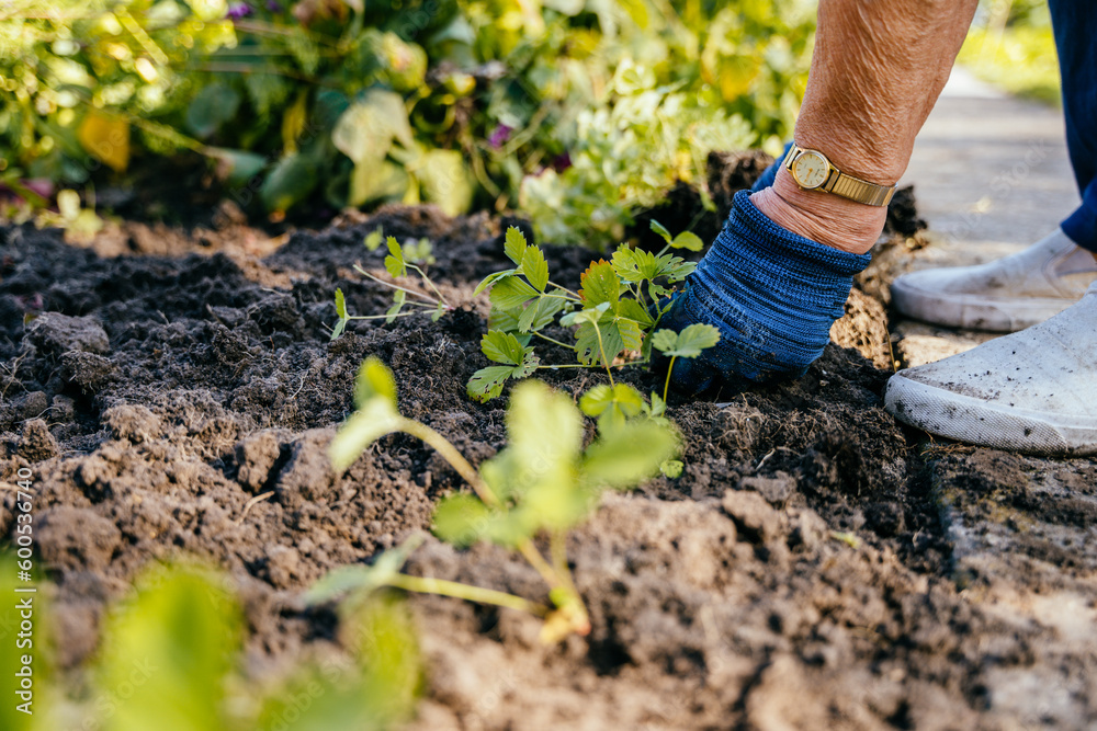 Hands of an elderly woman planting seedlings of strawberries in the ground. Farming, gardening, agriculture, retired active old age people concept. Hands of an elderly woman planting seedlings of strawberries in the ground. Farming, gardening, agriculture, retired active old age people concept.