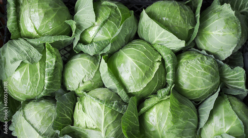 background of ripe early cabbage, top view. green cabbage in the market.