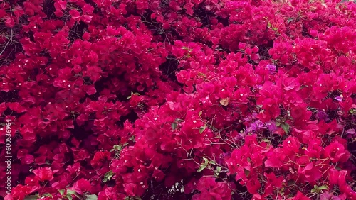 abstract, backdrop, background, beautiful, beauty, bloom, blooming, blossom, bougainvillea, bougainvillea flower, bright, bunch, bush, city, closeup, color, colorful, colors, day, decoration, decorati