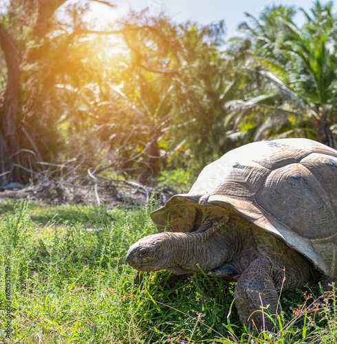 Aldabra Giant Tortoise on the grass. photo