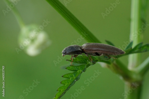 Closeup on a brown clicking beetle, Athous haemorrhoidalis on a green plant photo