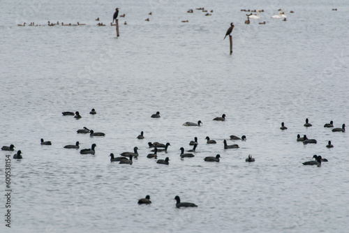 Stada ptaków na jeziorze