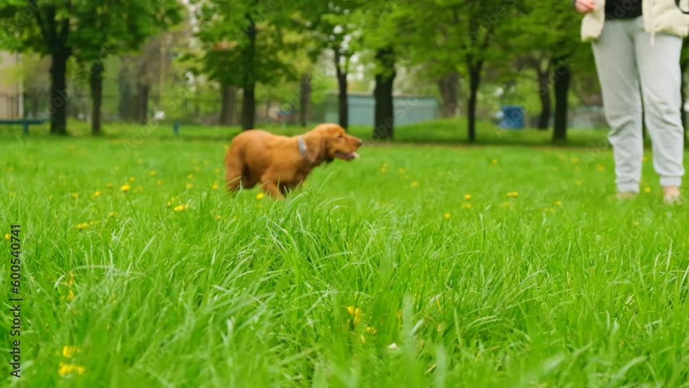 Blurred background with walking dog, red english cocker spaniel. Selective focus. The dog runs towards the videographer. Blurred background with walking dog, red english cocker spaniel. Selective focus. The dog runs towards the videographer.
