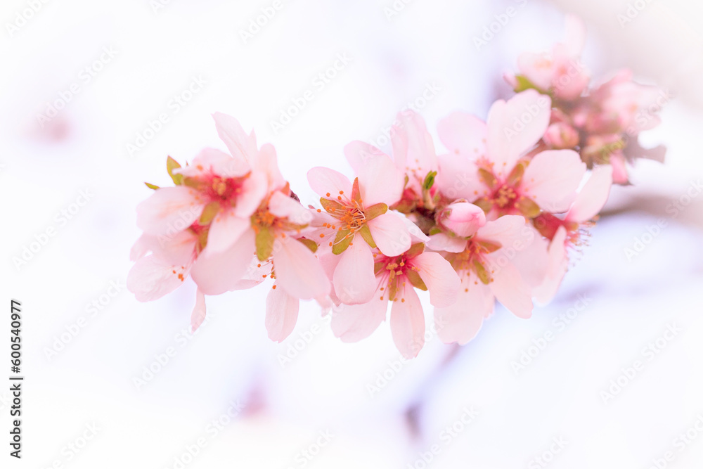 Flores de almendro en ramo con fondo blanco Flores de almendro en ramo con fondo blanco