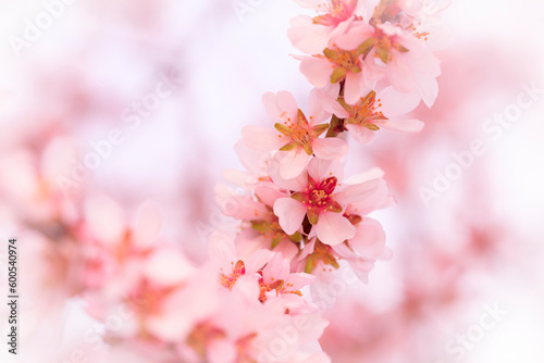 Fotografia Flores de almendro en ramo con fondo blanco