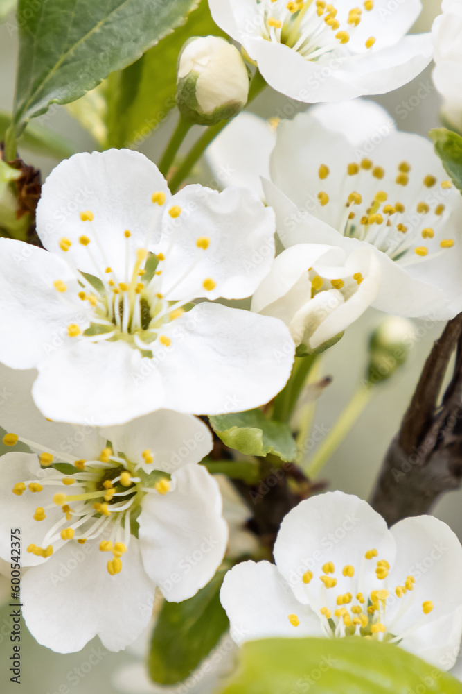 Obraz premium White flowers. Cherry blossoms. Landscape - nature. Gardening