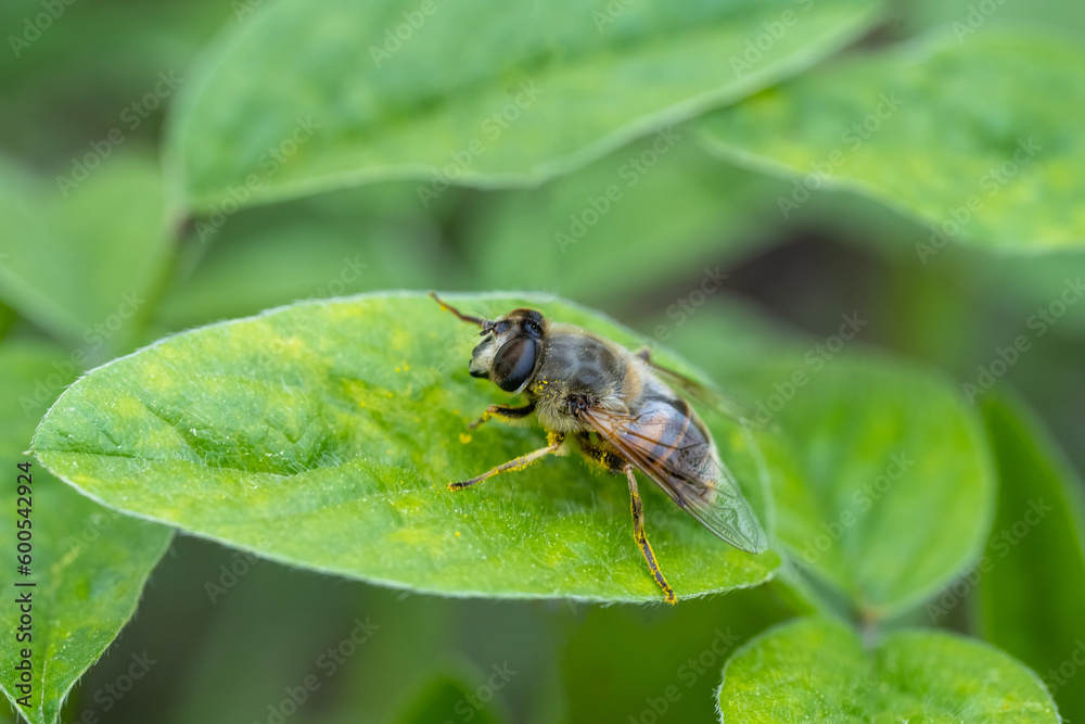 fly on leaf