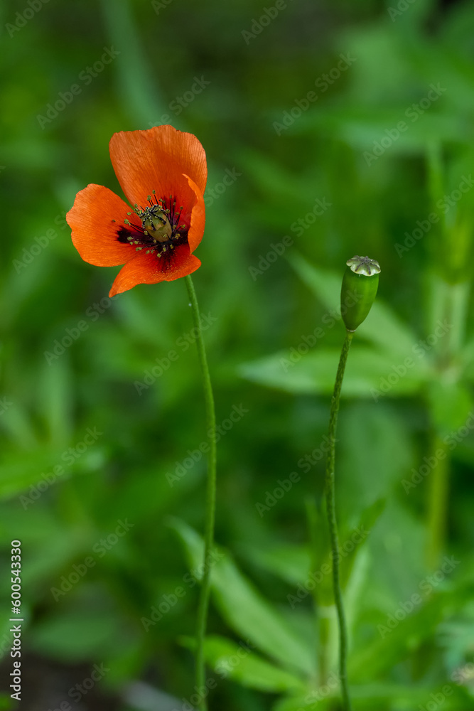 Fototapeta premium red poppy flower