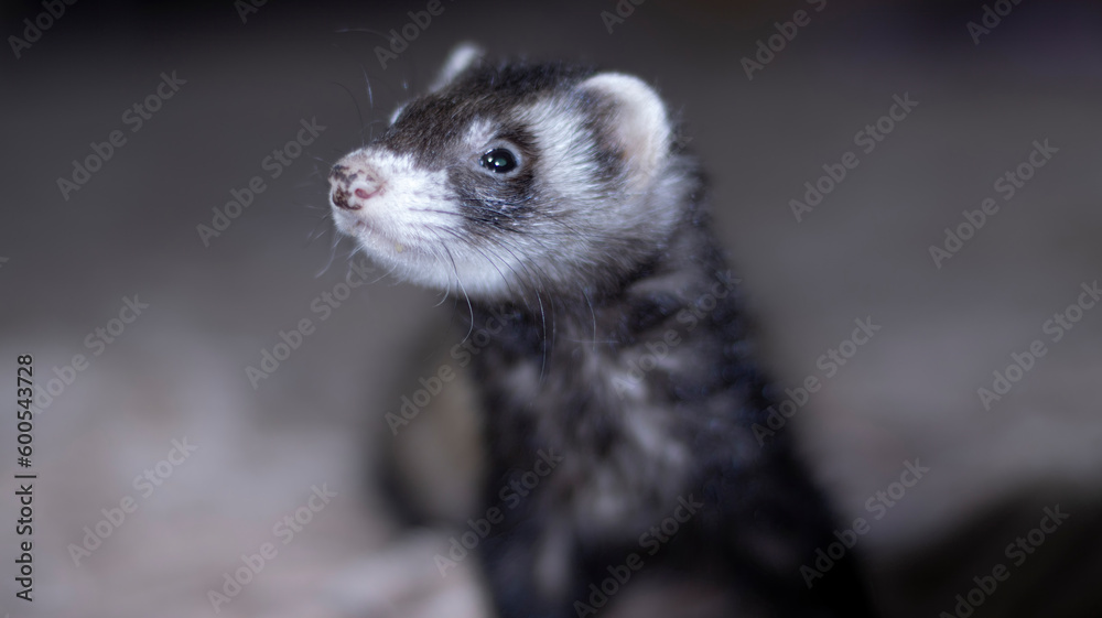 Cute ferret on the couch. Funny wild animal at home. Pet selective focus, side view, close-up of the animal's head. Cute ferret on the couch. Funny wild animal at home. Pet selective focus, side view, close-up of the animal's head.