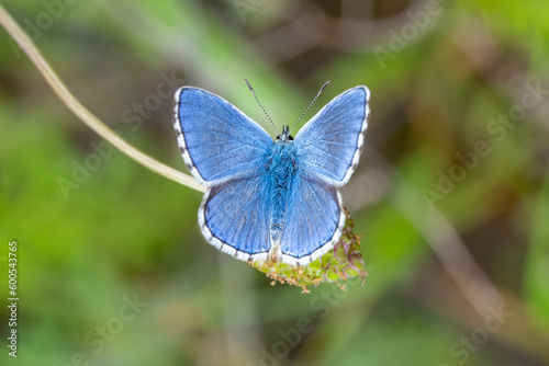 Çokgözlü Mavi » Polyommatus icarus » Common Bluefatihozcan