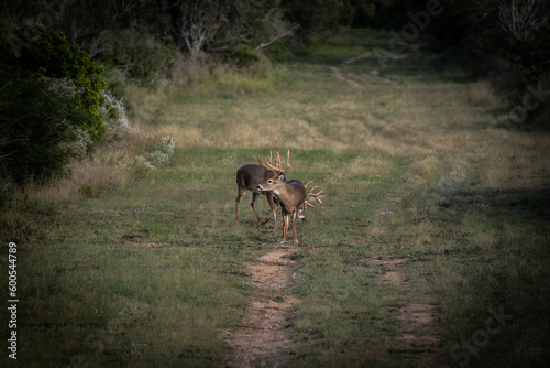 deer in the woods