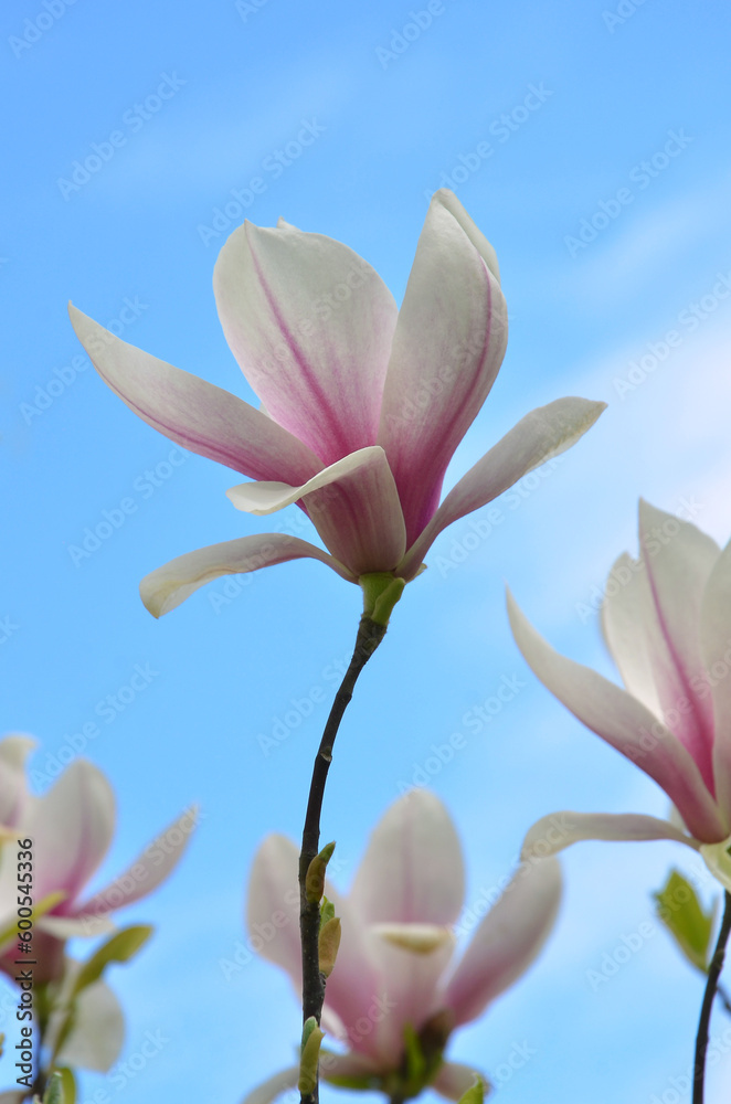 Branches with pink and white magnolia denudata 'Forrest's Pink' (Yulan Magnolia ) flowers on a background of blue sky . Gardening, growing magnolia tree concept .Free copy space. 