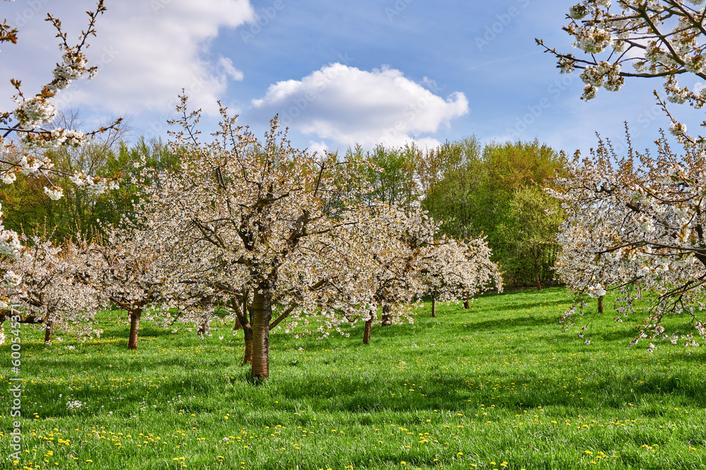 Kirschbaumblüte in der Fränkischen Schweiz, Deutschland Kirschbaumblüte in der Fränkischen Schweiz, Deutschland