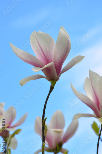 Branches with pink and white magnolia denudata  Forrest s Pink   Yulan Magnolia   flowers on a background of blue sky . Gardening  growing magnolia tree concept .Free copy space. 