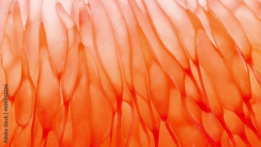 Grapefruit slice peeled, in background light, rotating, turning, close-up macro, top view
Grapefruit slice peeled, in background light, rotating, turning, close-up macro, top view