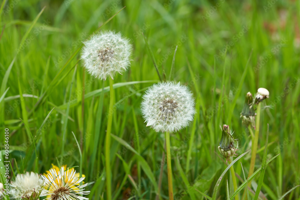 Dandelion and green grass in the background. Dandelion and green grass in the background.