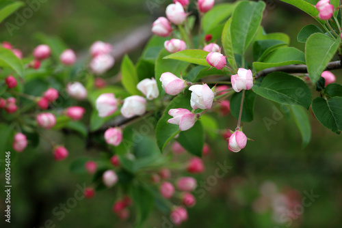 Apple blossom on a branch in spring garden. Pink and white buds with green leaves