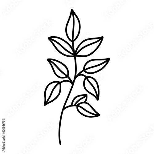 Cute branch with leaves isolated on white background. Vector hand-drawn illustration in doodle style. Perfect for cards, logo, decorations, various designs. Botanical clipart. © lesyau_art
