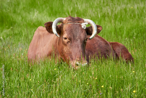 A red mature cow resting on green grass in a meadow